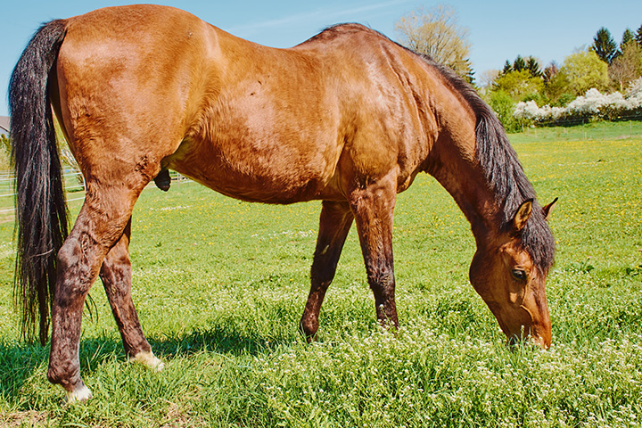 In old horses the fatty tissue decreases disproportionately in some areas, for example at the withers.